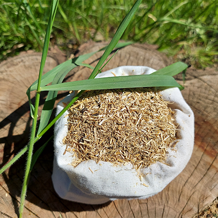 perz właściwy kłącze 50g perz właściwy kłącze 50g