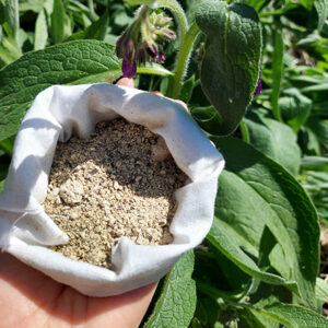 Żywokost lekarski korzeń 50g