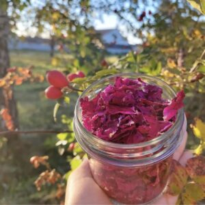 róża rugoza płatki 15g (słoik)