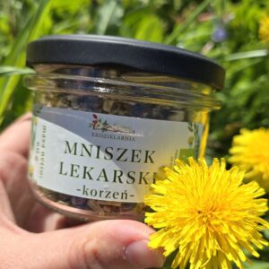 mniszek lekarski korzeń 60g (słoik)